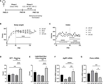 Dieting reverses histone methylation and hypothalamic AgRP regulation in obese rats